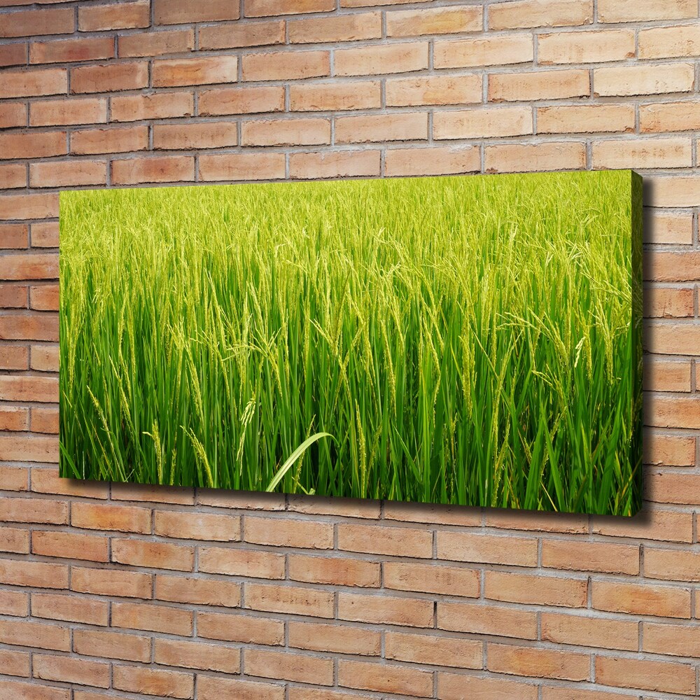 Foto obraz canvas Pole ryżowe