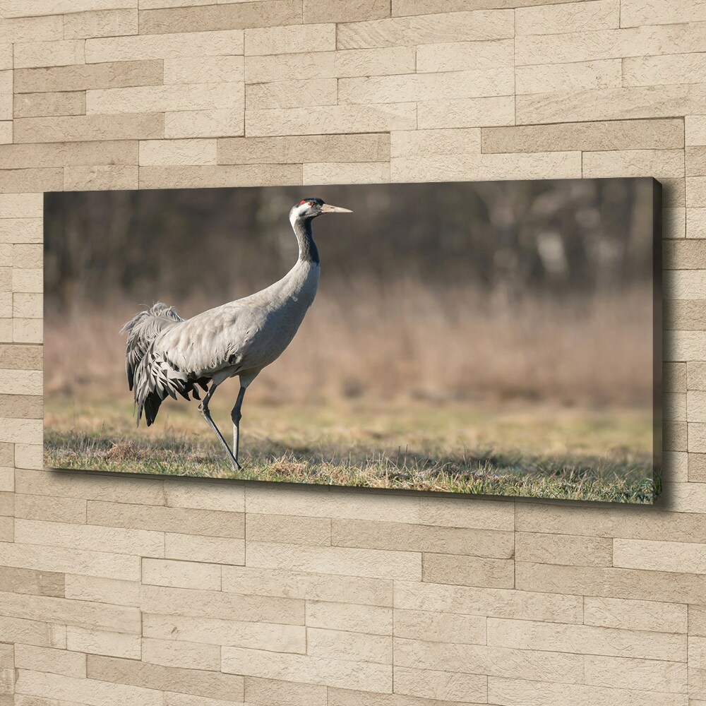 Duży foto obraz na ścianę canvas Czapla