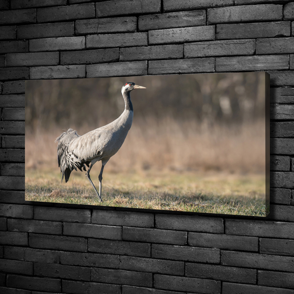Duży foto obraz na ścianę canvas Czapla