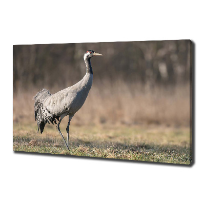 Duży foto obraz na ścianę canvas Czapla