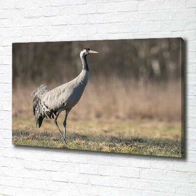 Duży foto obraz na ścianę canvas Czapla