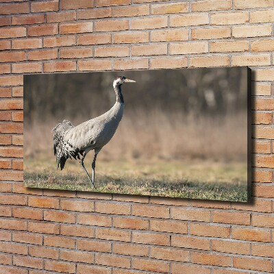 Duży foto obraz na ścianę canvas Czapla