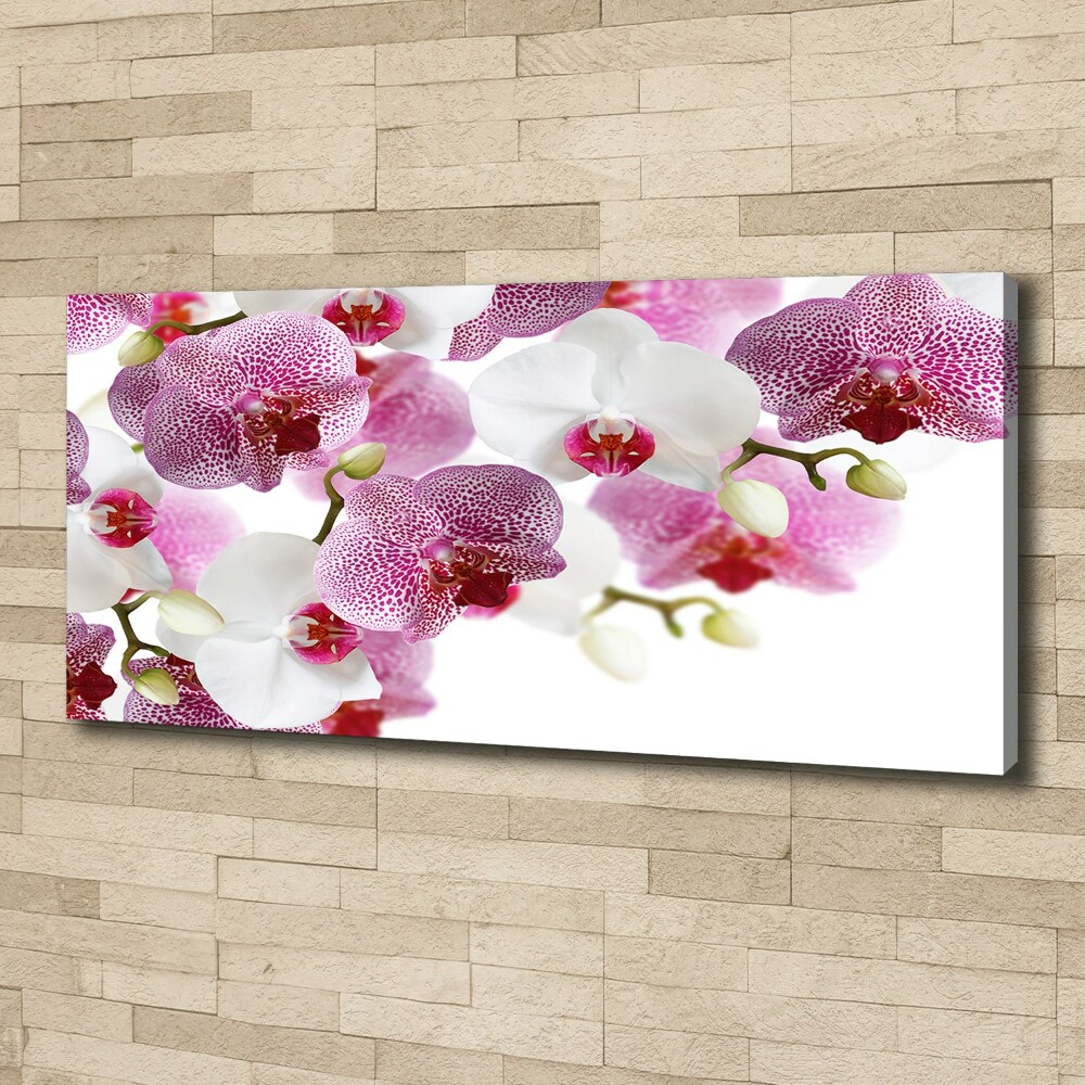 Foto obraz canvas Orchidea
