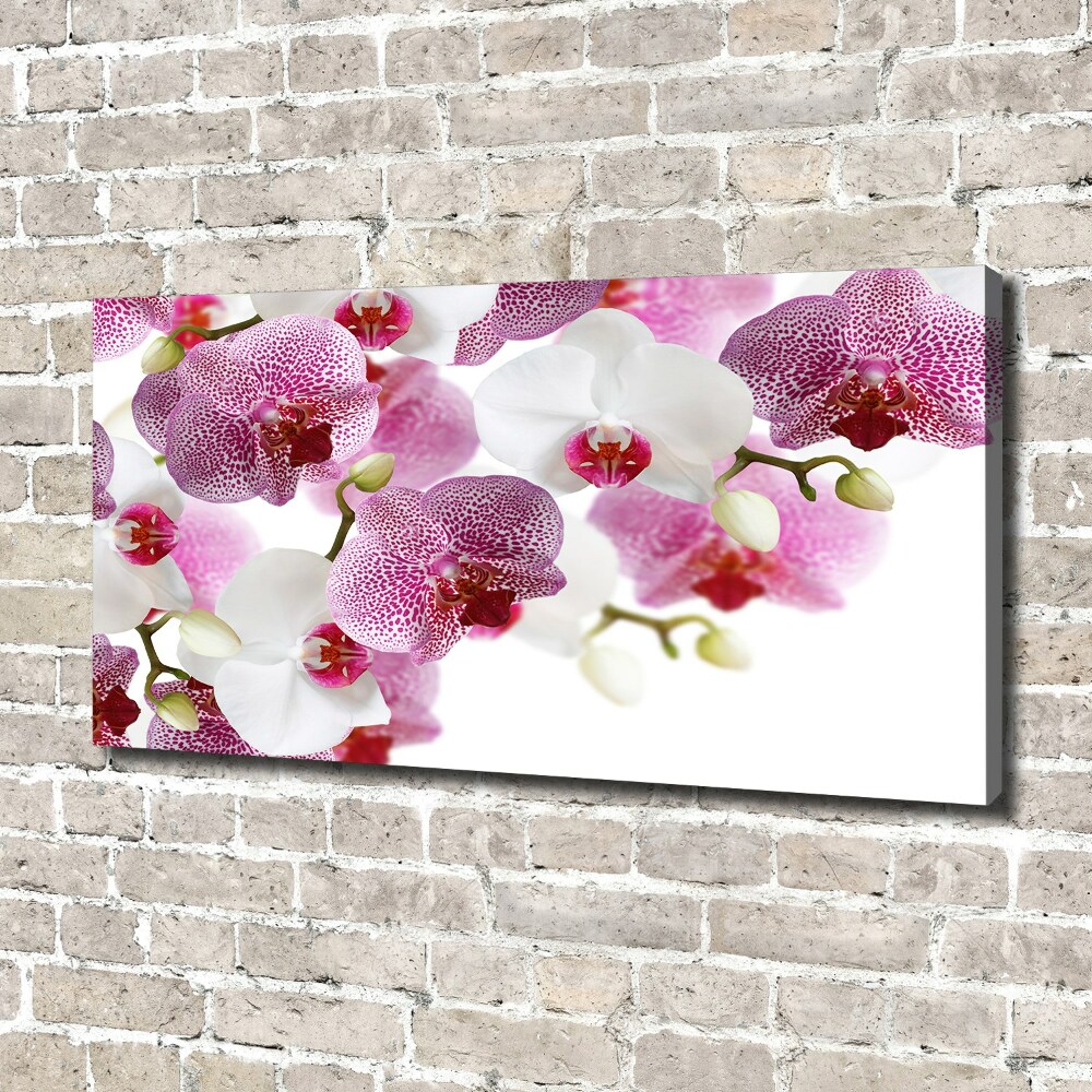 Foto obraz canvas Orchidea