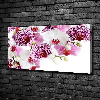 Foto obraz canvas Orchidea
