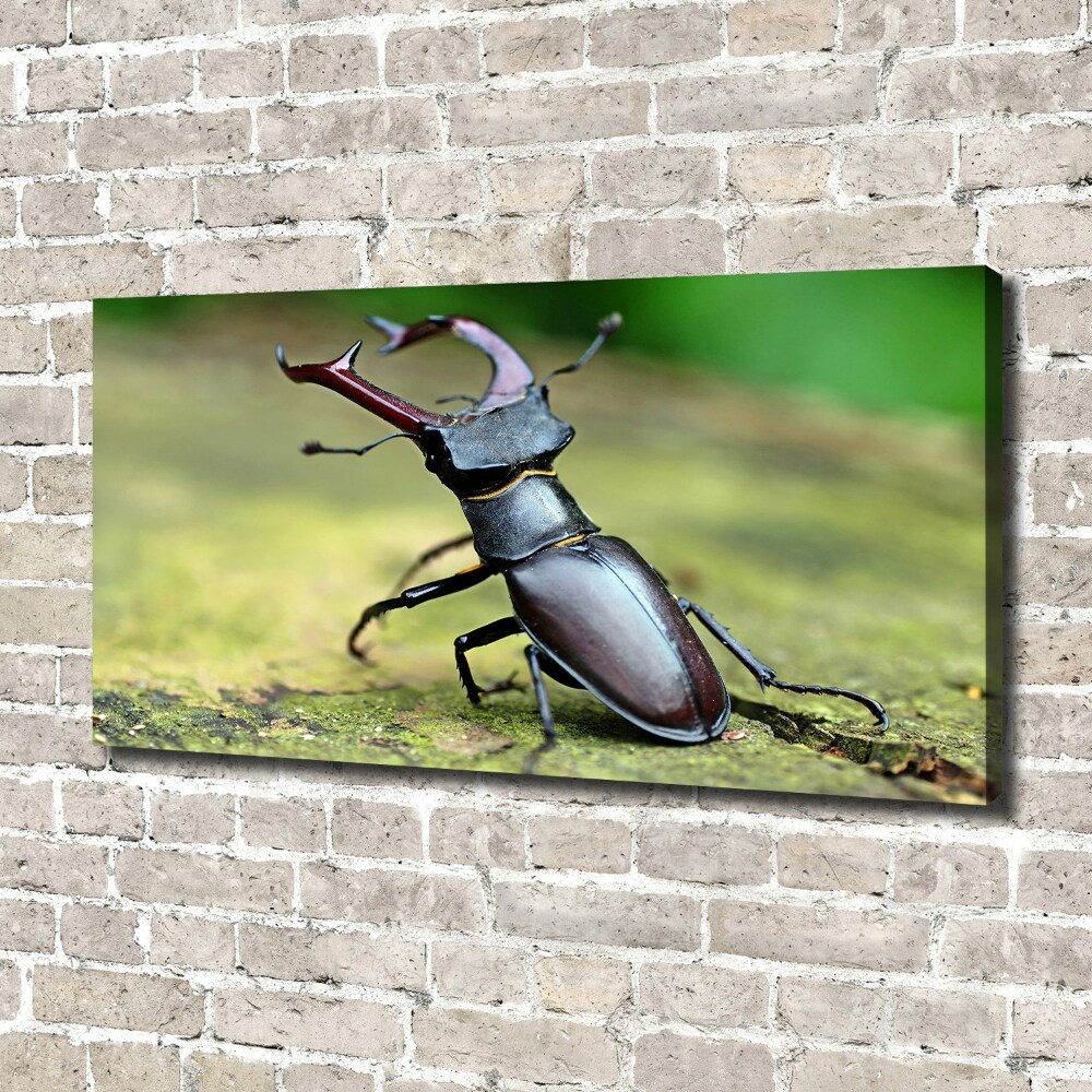 Foto obraz canvas Chrząszcz