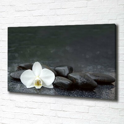 Foto obraz canvas Orchidea