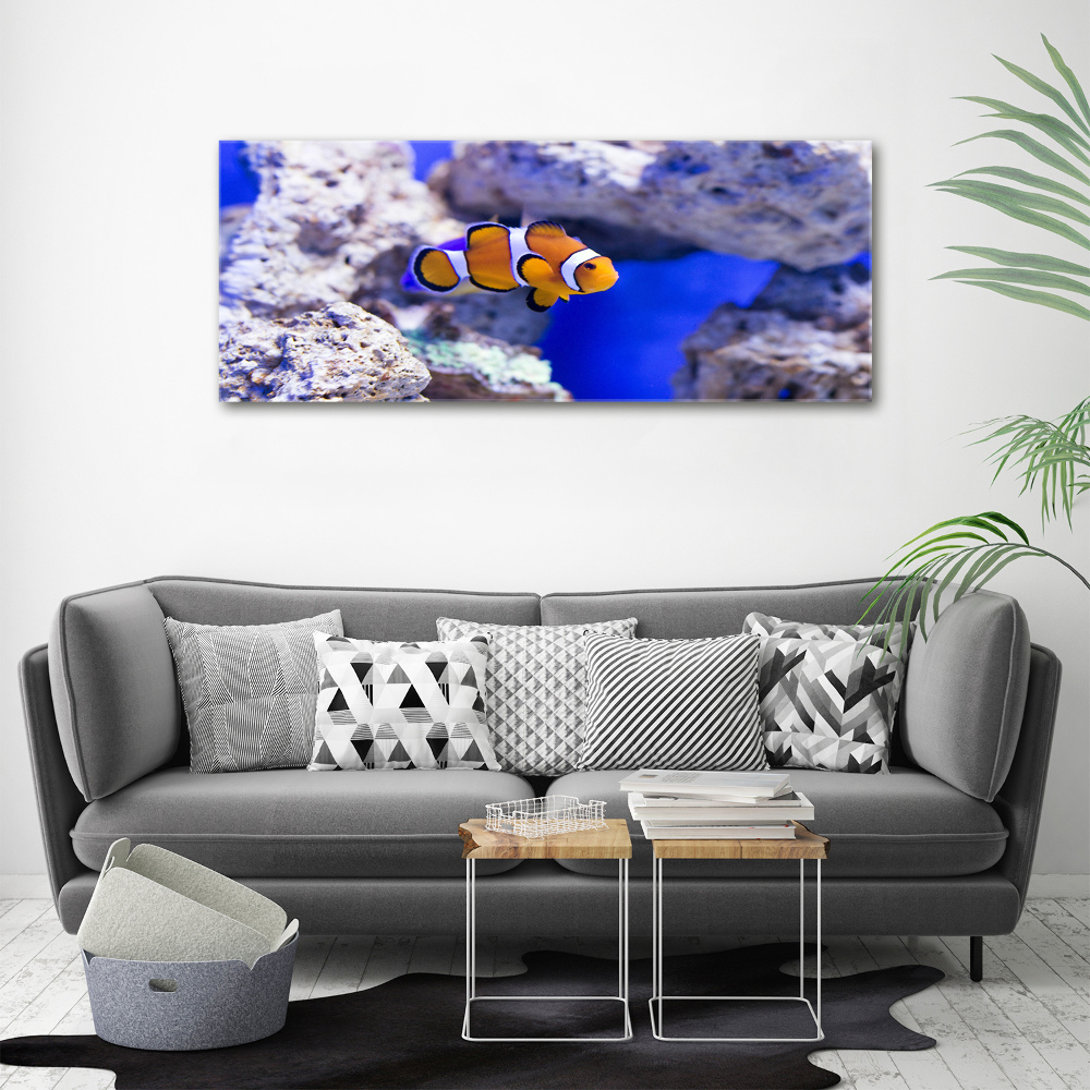Foto obraz canvas Błazenek rafa koralowa