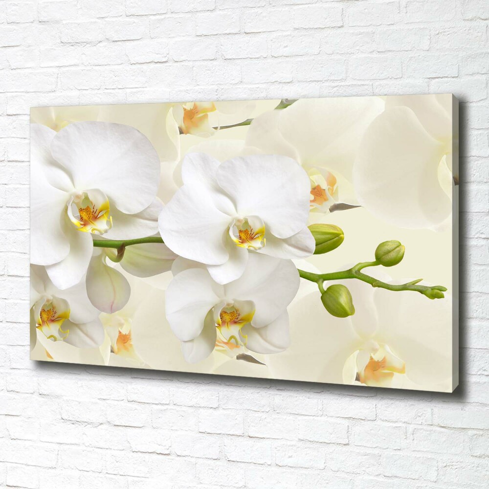 Foto obraz canvas Orchidea