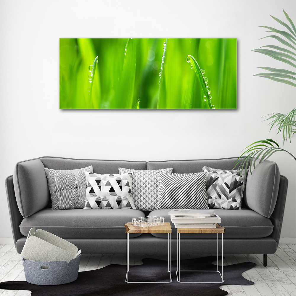 Foto obraz canvas Młody owies