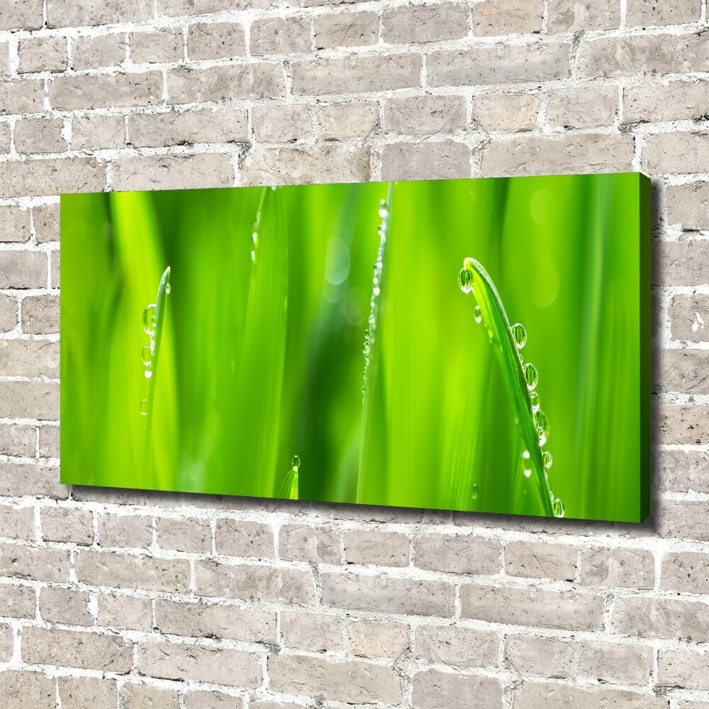 Foto obraz canvas Młody owies