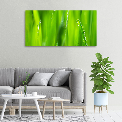Foto obraz canvas Młody owies
