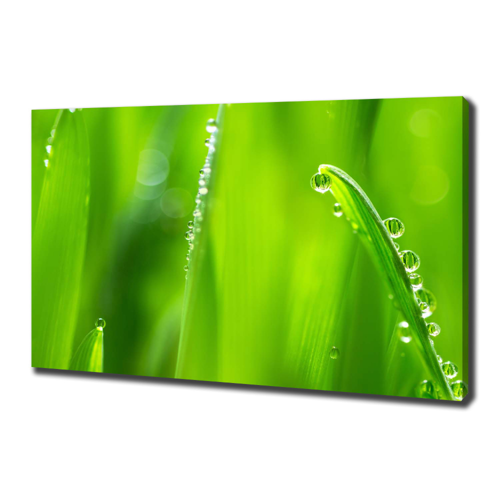 Foto obraz canvas Młody owies