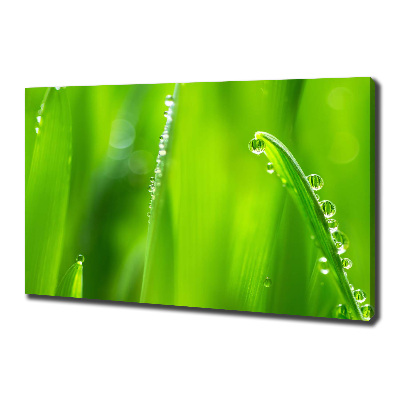 Foto obraz canvas Młody owies