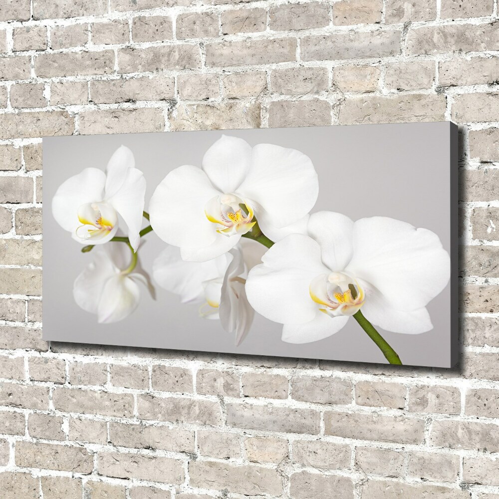 Foto obraz canvas Orchidea