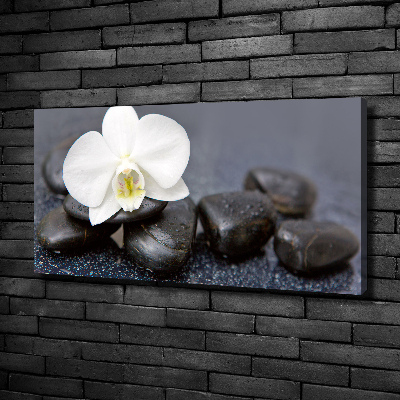 Foto obraz canvas Orchidea