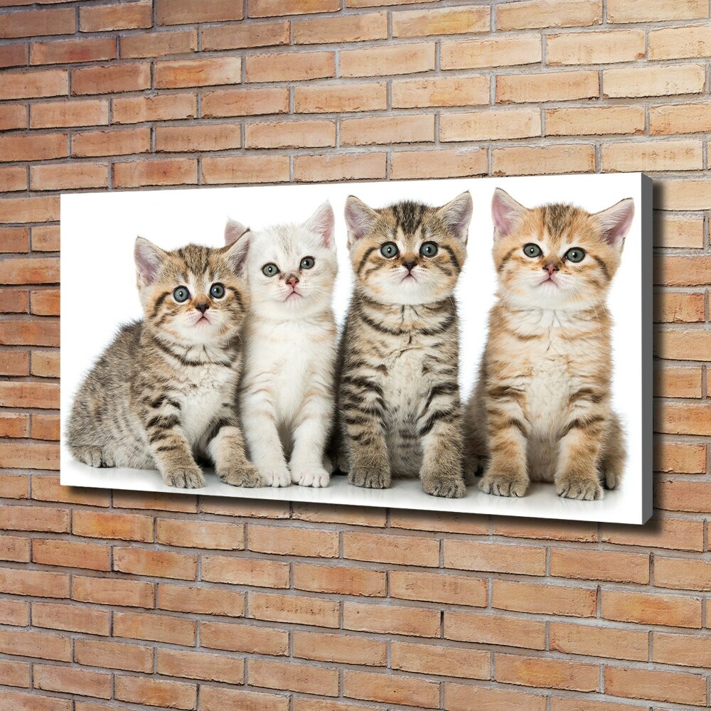 Foto obraz canvas Małe koty