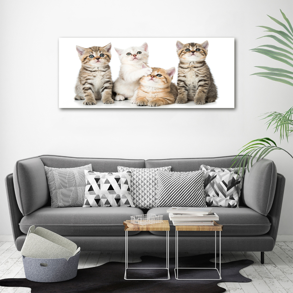 Foto obraz canvas Małe koty