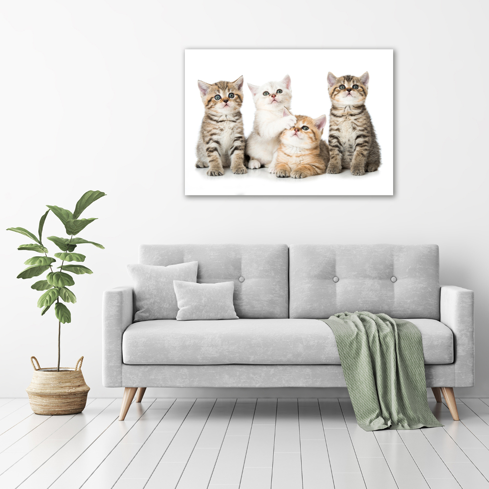 Foto obraz canvas Małe koty