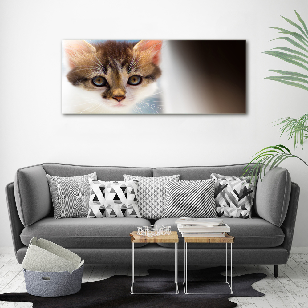 Foto obraz canvas Mały kot