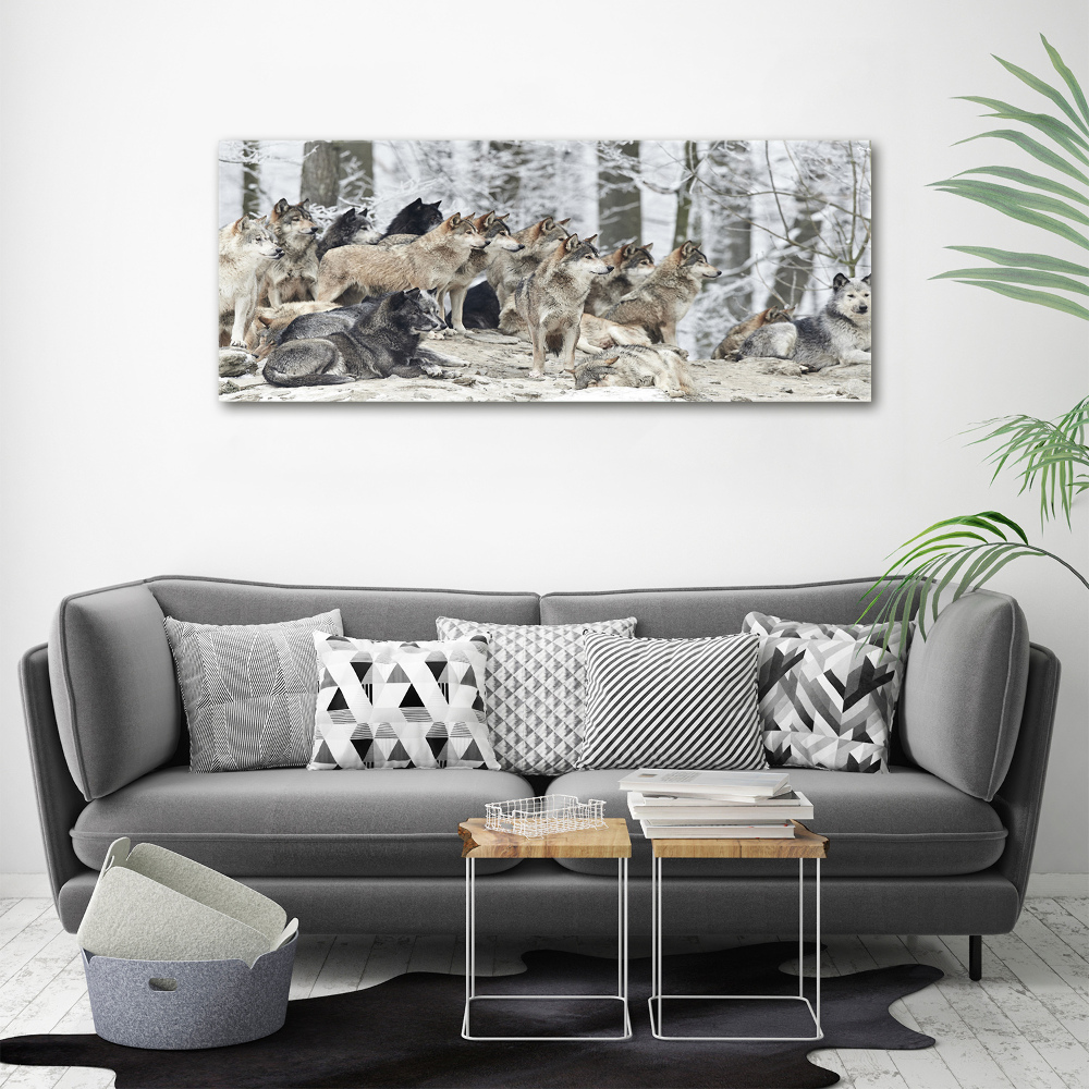Foto obraz canvas Wilki zimą