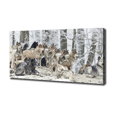Foto obraz canvas Wilki zimą
