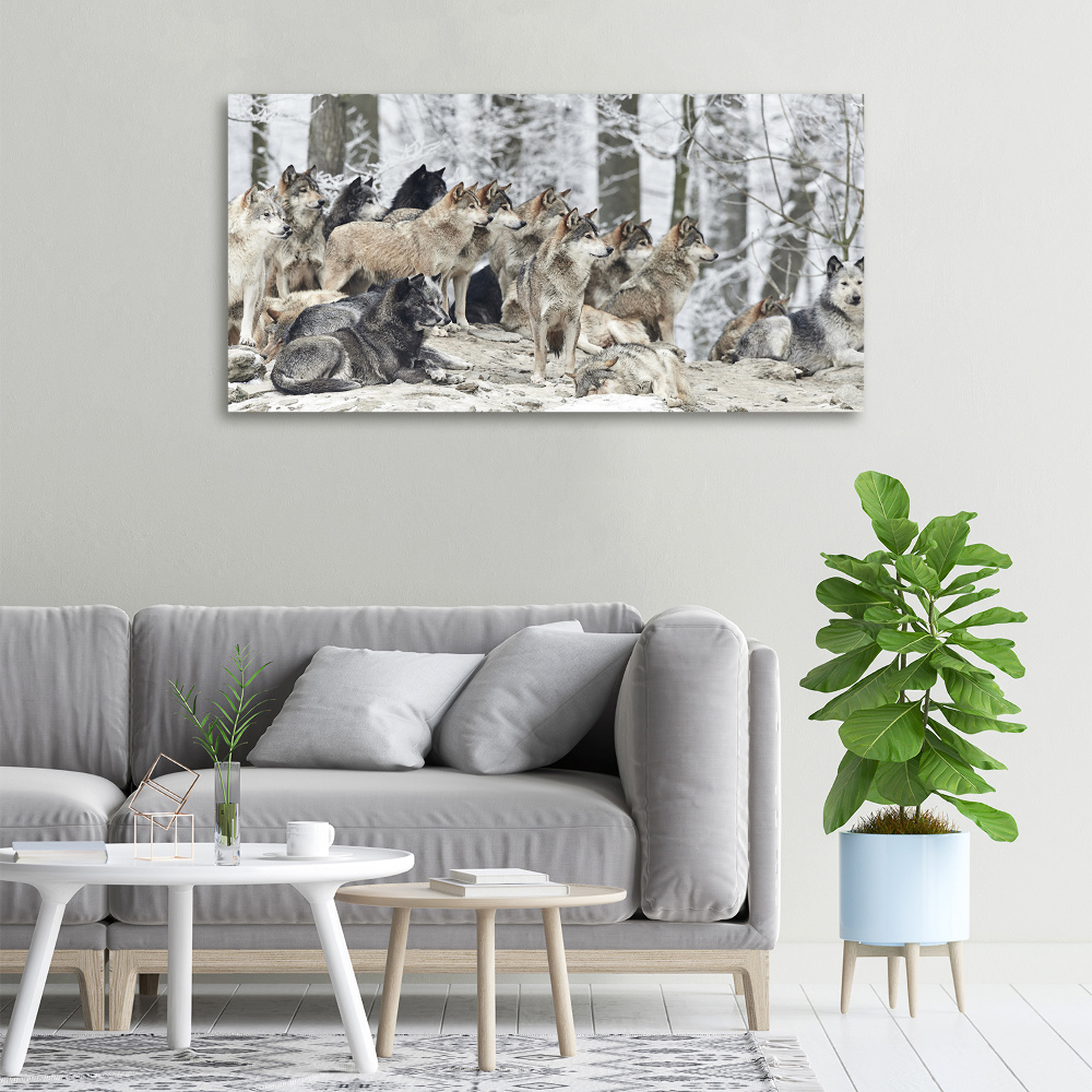 Foto obraz canvas Wilki zimą