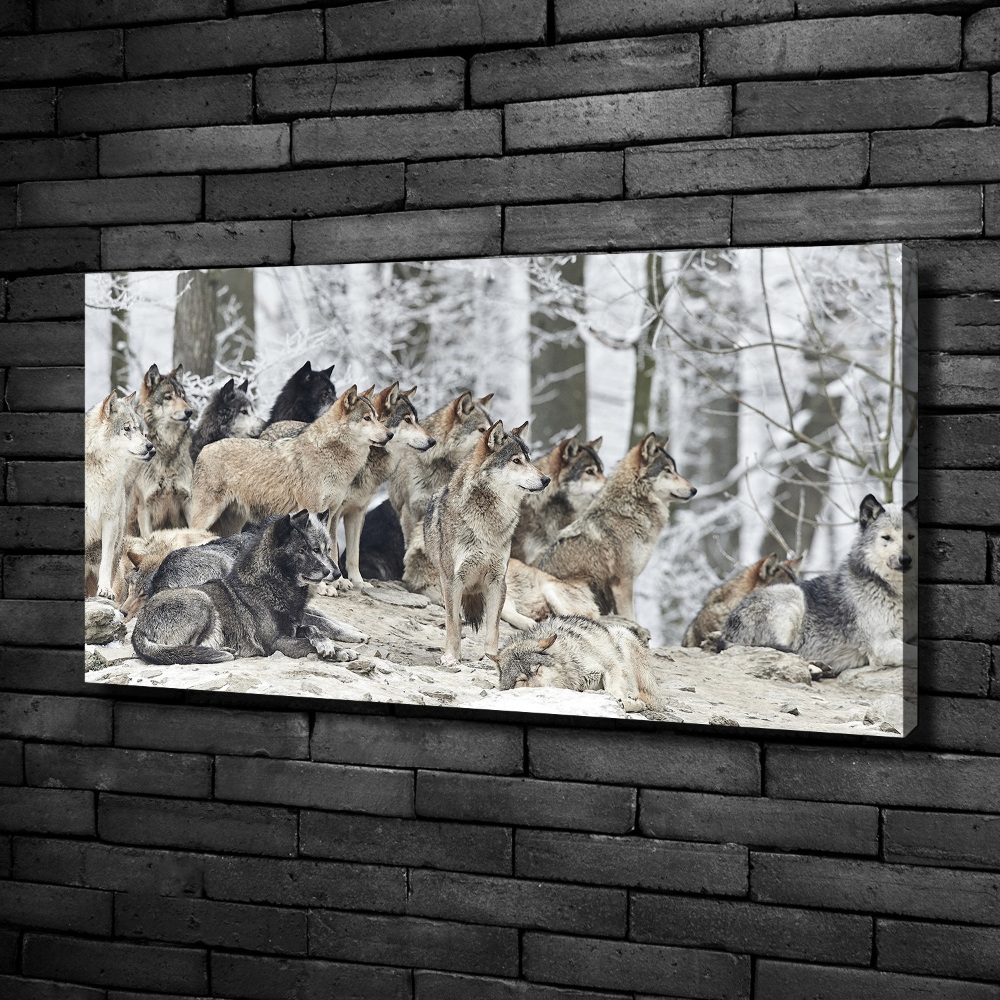Foto obraz canvas Wilki zimą