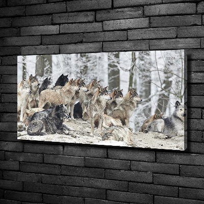 Foto obraz canvas Wilki zimą
