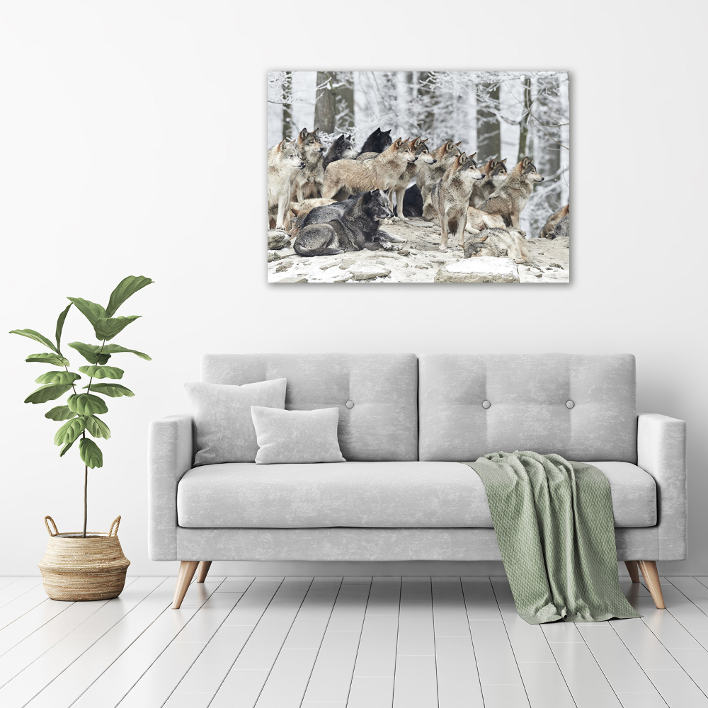 Foto obraz canvas Wilki zimą