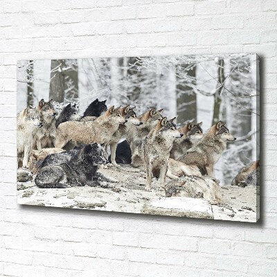 Foto obraz canvas Wilki zimą