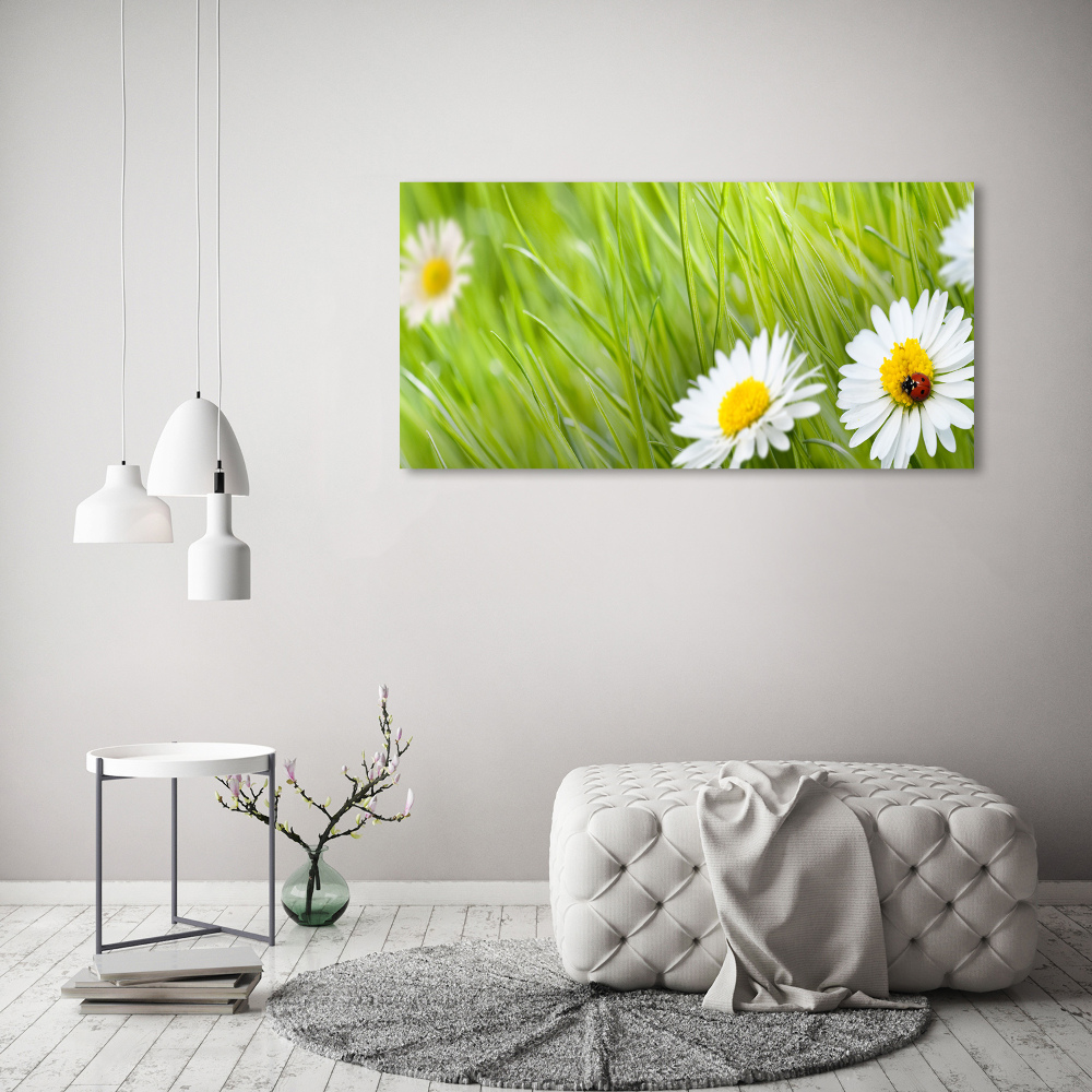 Foto obraz canvas Stokrotki