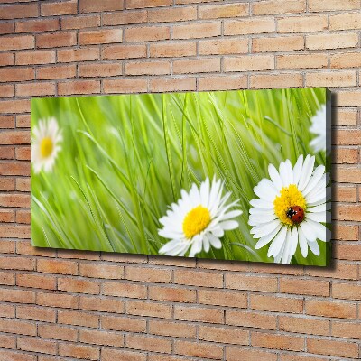 Foto obraz canvas Stokrotki