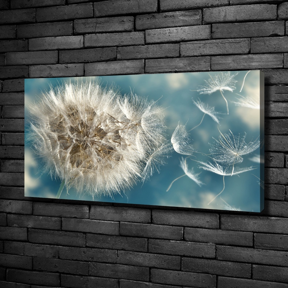 Foto obraz canvas Dmuchawce
