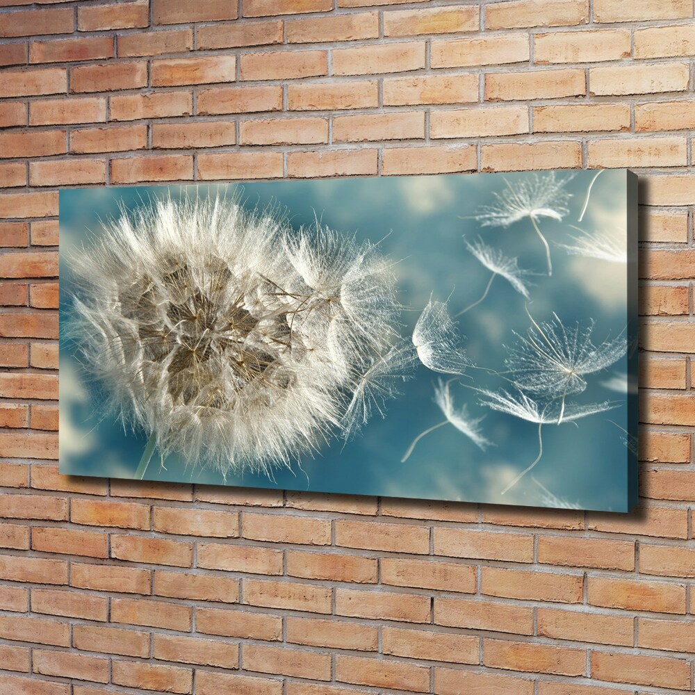 Foto obraz canvas Dmuchawce