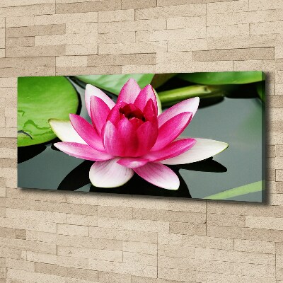 Foto obraz canvas Lilia wodna
