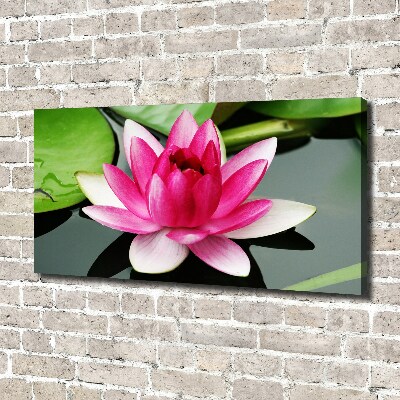 Foto obraz canvas Lilia wodna