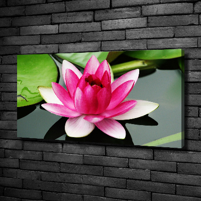 Foto obraz canvas Lilia wodna