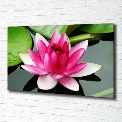 Foto obraz canvas Lilia wodna