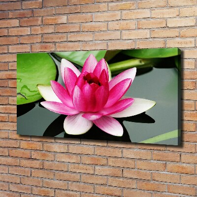 Foto obraz canvas Lilia wodna