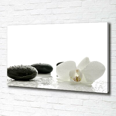 Foto obraz canvas Orchidea