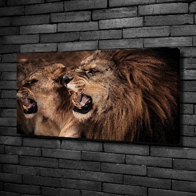 Foto obraz canvas Ryczące lwy