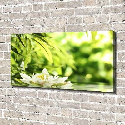 Foto obraz canvas Lilia wodna
