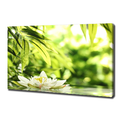 Foto obraz canvas Lilia wodna