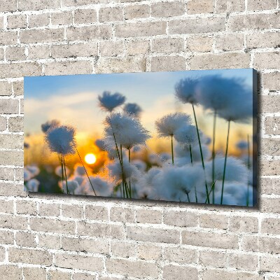 Foto obraz canvas Wełnianka