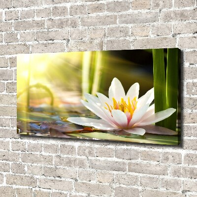 Foto obraz canvas Lilia wodna