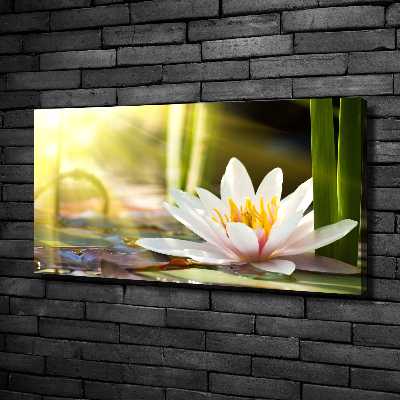 Foto obraz canvas Lilia wodna