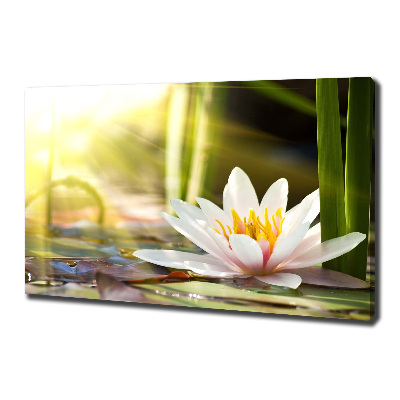 Foto obraz canvas Lilia wodna