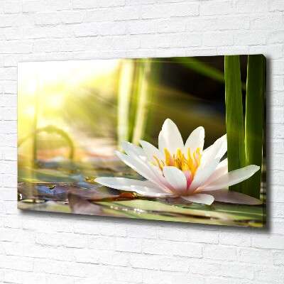 Foto obraz canvas Lilia wodna
