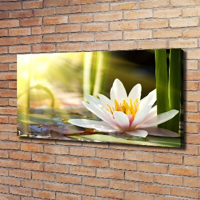 Foto obraz canvas Lilia wodna